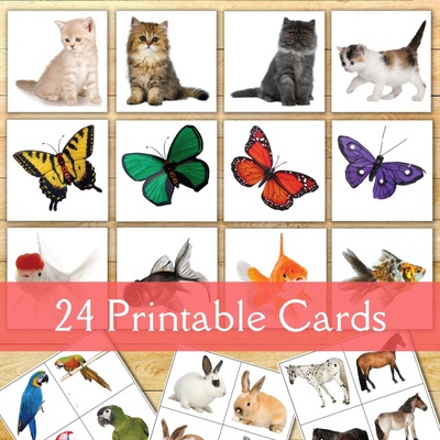 Animal Sorting