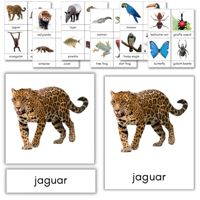 Rainforest Animals 3-Part Cards